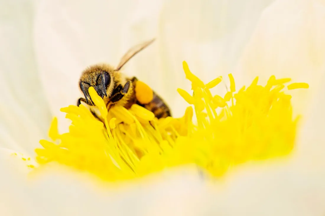 A honeybee gathering pollen on a blossom